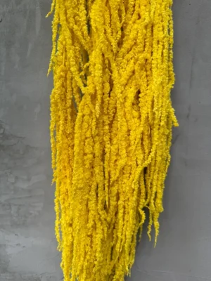 Амарант жовтий