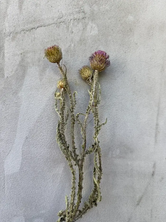 Польові рослини Розторопша - Зображення 2