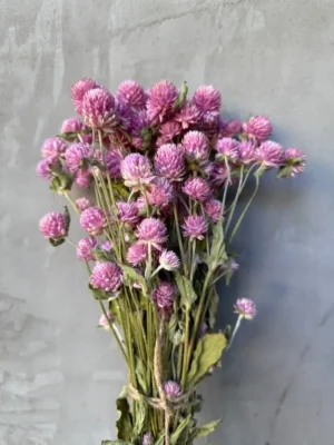 Гомфрена рожево-бузкова