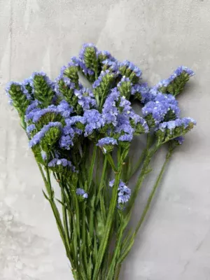 Кермек блакитний стаб2026