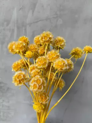 Скабіоза відбілена жовта