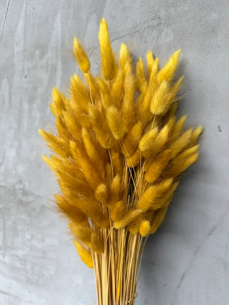 Лагурус жовто-гірчичний