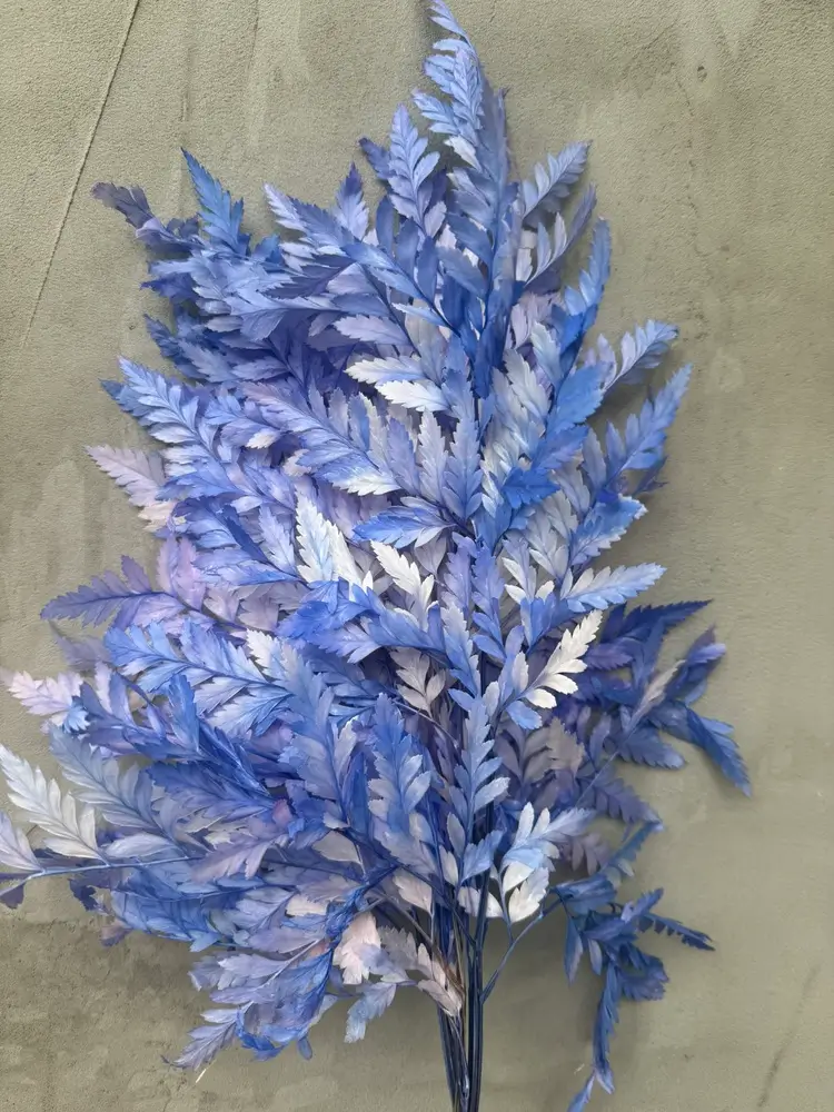 Папороть Leatherleaf fern синьо-рожева