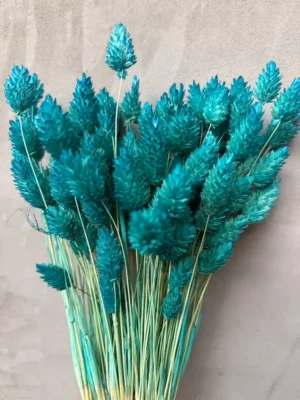 Фалярис бірюзовий